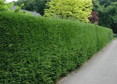 Heckenpflanzen