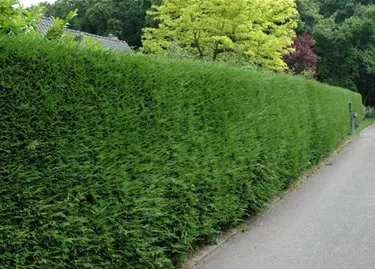 Heckenpflanzen