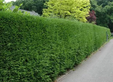 Heckenpflanzen