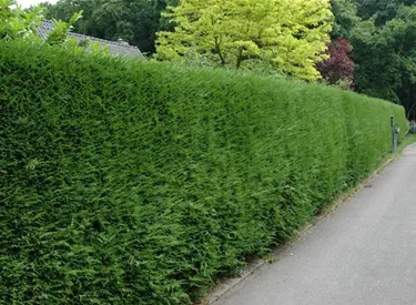 Heckenpflanzen