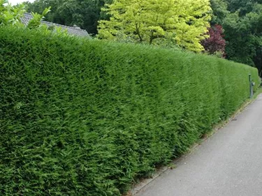 Heckenpflanzen