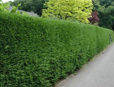 Heckenpflanzen