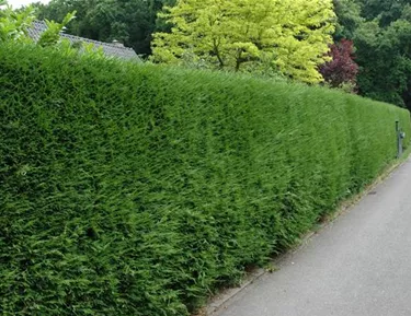Heckenpflanzen