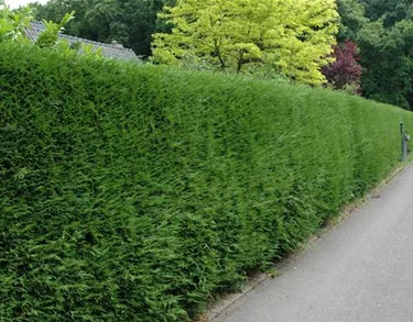 Heckenpflanzen