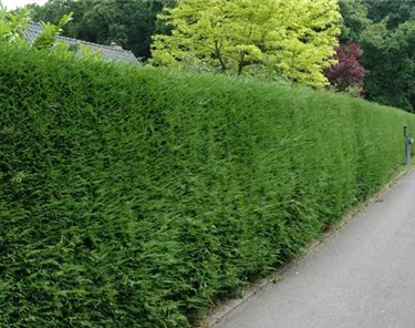 Heckenpflanzen