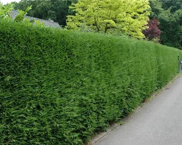 Heckenpflanzen