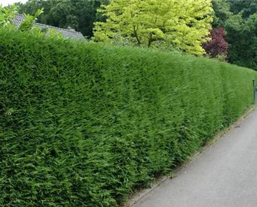 Heckenpflanzen