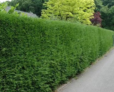 Heckenpflanzen