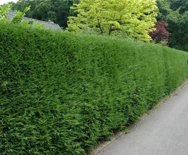 Heckenpflanzen