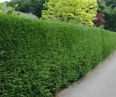 Heckenpflanzen