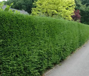 Heckenpflanzen