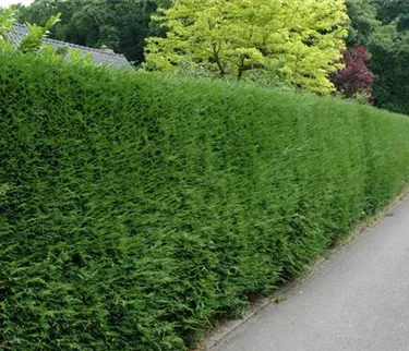 Heckenpflanzen