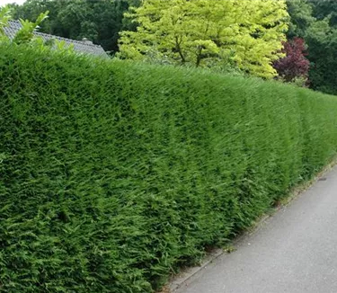 Heckenpflanzen