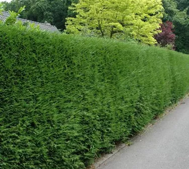 Heckenpflanzen