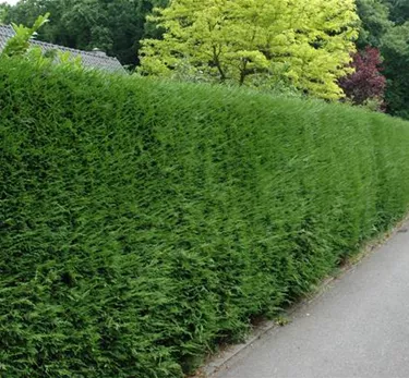 Heckenpflanzen