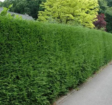 Heckenpflanzen