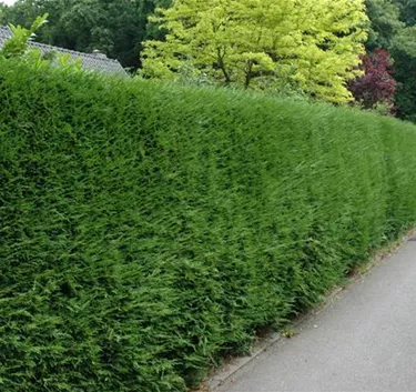 Heckenpflanzen