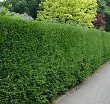 Heckenpflanzen
