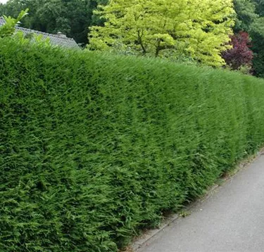 Heckenpflanzen