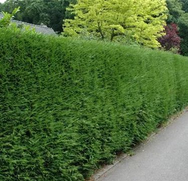 Heckenpflanzen