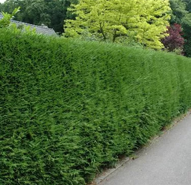 Heckenpflanzen