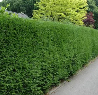 Heckenpflanzen