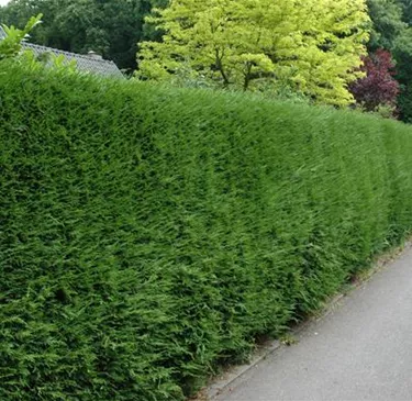 Heckenpflanzen