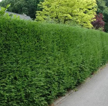 Heckenpflanzen