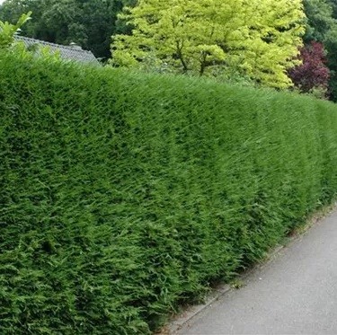 Heckenpflanzen