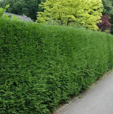 Heckenpflanzen