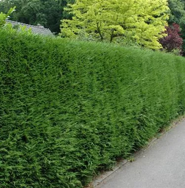 Heckenpflanzen