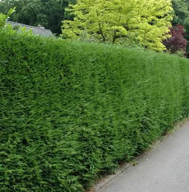 Heckenpflanzen