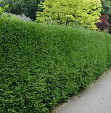 Heckenpflanzen