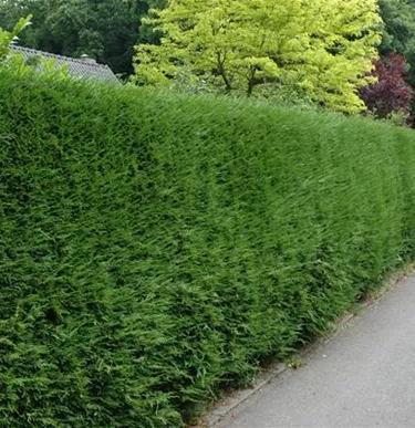 Heckenpflanzen
