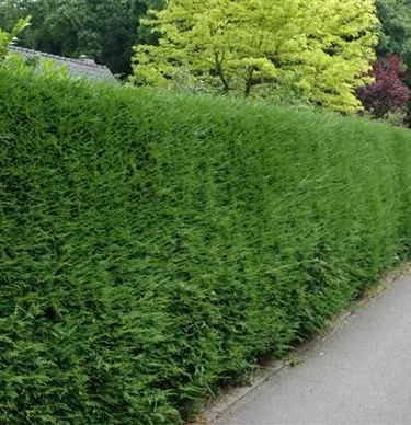 Heckenpflanzen