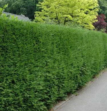Heckenpflanzen