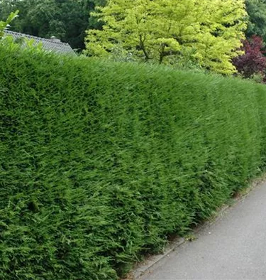 Heckenpflanzen