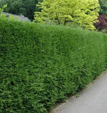 Heckenpflanzen