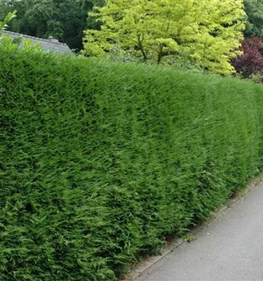 Heckenpflanzen
