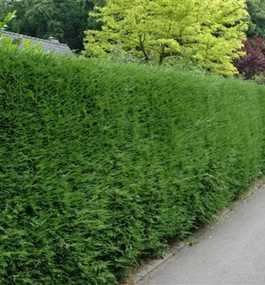 Heckenpflanzen