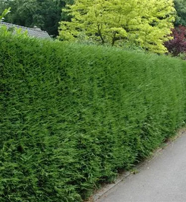 Heckenpflanzen