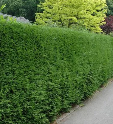 Heckenpflanzen