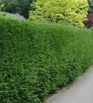 Heckenpflanzen