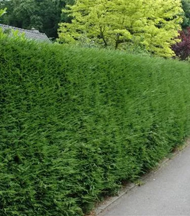 Heckenpflanzen