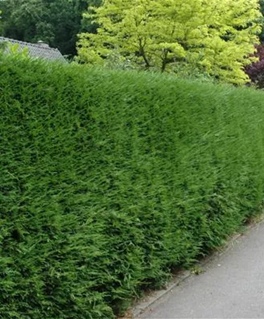 Heckenpflanzen