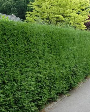 Heckenpflanzen
