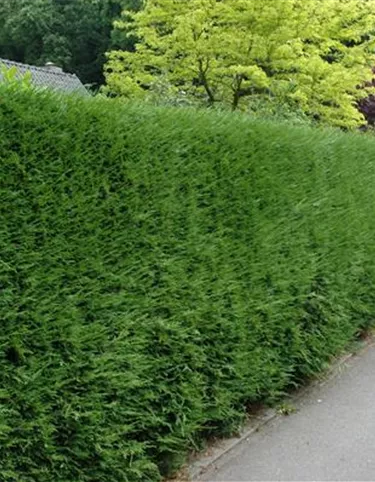 Heckenpflanzen