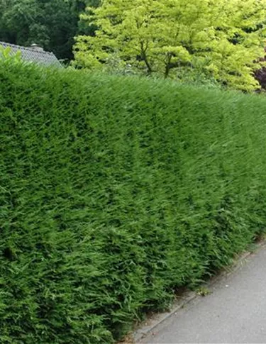 Heckenpflanzen
