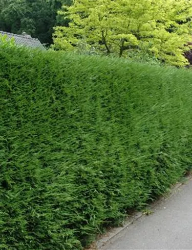 Heckenpflanzen