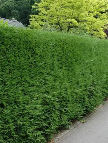 Heckenpflanzen
